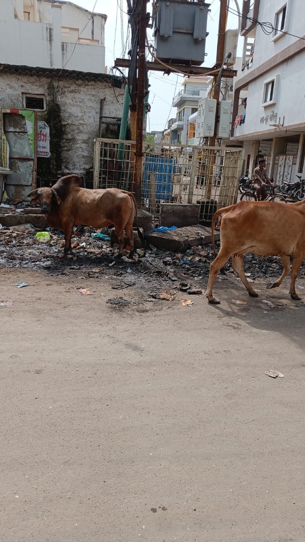 પોરબંદર શહેરના વોર્ડ નં.-6 માં ગંદકીના ગંજ ખડકાયા.