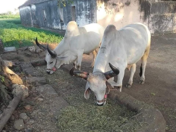 ખેડુત બળદ ના બદલે સ્નેડા ની ખરીદી શરૂ કરી