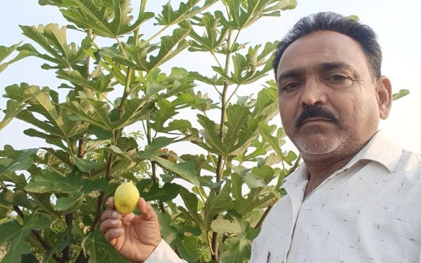 અંજીર ની ખેતીમાં સફળતા