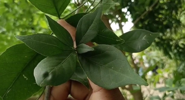બીલીપત્ર