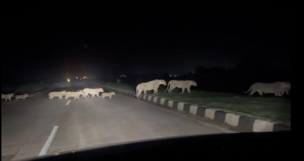 A pride of 12 lions was spotted crossing the highway