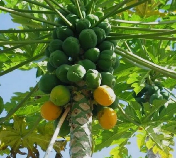 પપૈયાનું ઉત્પાદન
