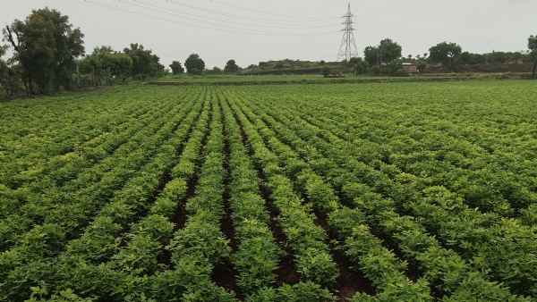 સતત વરસાદ પડવા થિ પાક નુકશાન થયું