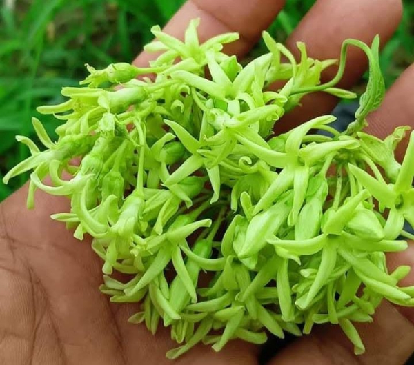 ચોમાસાની મોળી મોસમમાં બજારમાં જઈને આ ભાજી