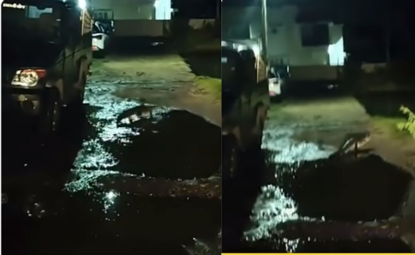 નર નરાયણ નગરની શેરીમાં ફર્યું મગરનું બચ્ચું