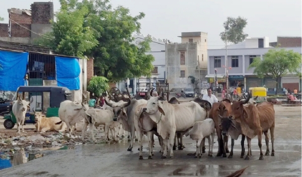 મહેસાણામાં રમતા ઢોર સામે મનપાની સખ્ત કાર્યવાહી: એક મહિનામાં 563 ઢોર પકડી પાંજરાપોળમાં ખસેડાયા