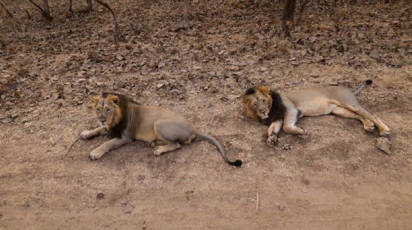 સિંહ મંદિર