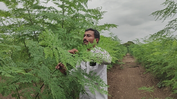 સરઘવા માંથી લાખોની આવક મેળવી