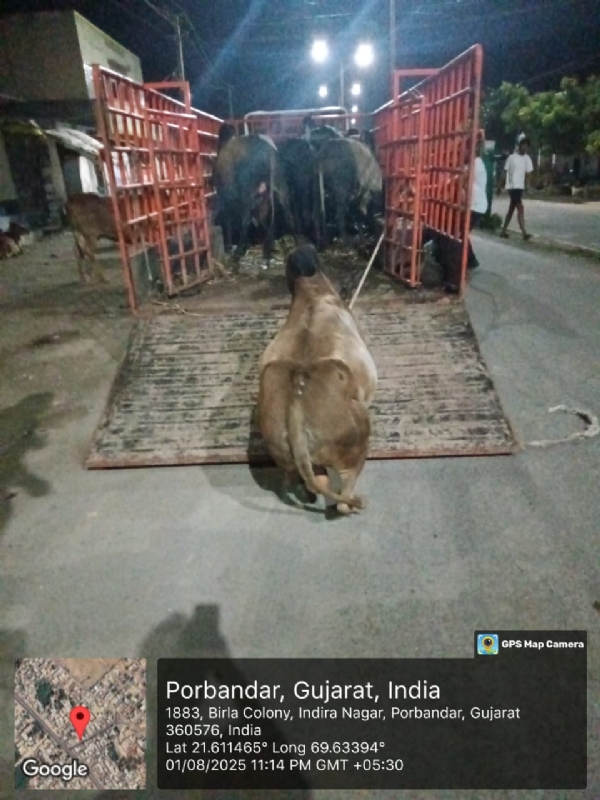 પોરબંદર મનપા દ્વારા ફરી આખલા પકડો ઝુંબેશ શરૂ કરી.