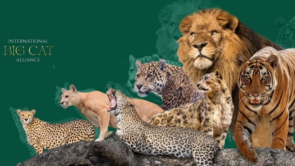 બિગ કૈટ