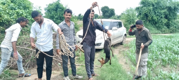ધુમડ ગામે જીવદયા ટીમે કુવામાં પડી ગયેલ શ્વાનનો જીવ બચાવ્યો