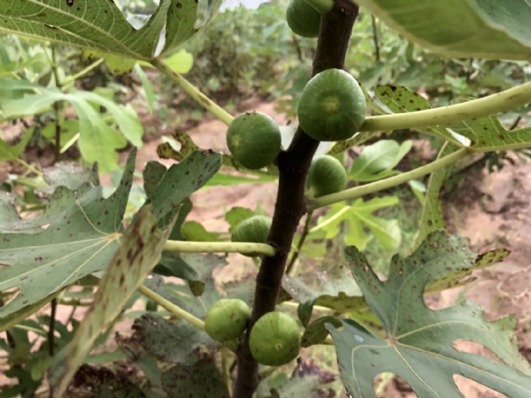 બાગાયત સહાય યોજનાઓ માટે ખેડૂત ઓનલાઈન અરજી કરી શકશે