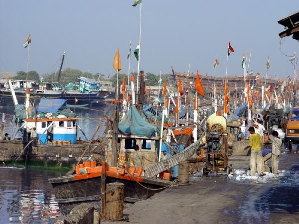 गुजरात समुद्री मछली के उत्पादन में देश में दूसरे स्थान पर