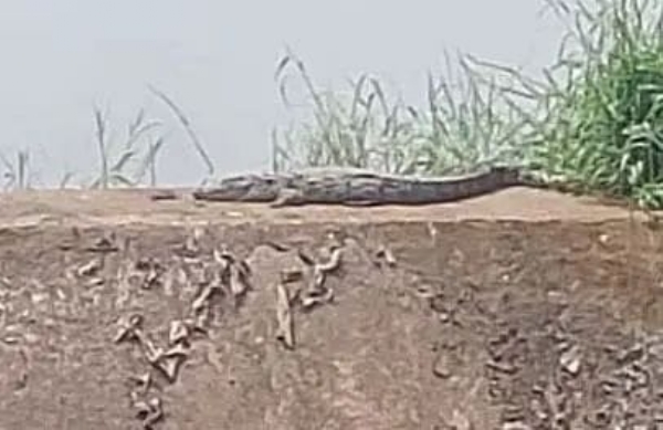 દલખાણીયા ગામની નદીમાં મગરના દેખાવથી ચકચાર, ગ્રામજનોમાં ભયનો માહોલ