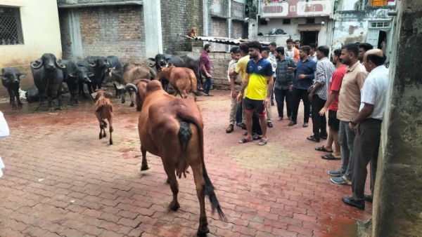 ઢોર પકડ પાર્ટી