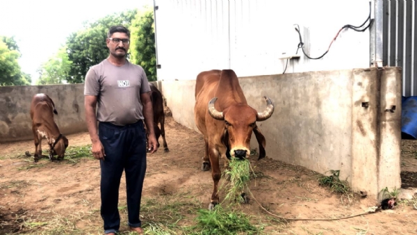 ગૌપાલનથી સફળતા: ઘાઘરેટના રાજેશભાઈને માસિક ₹3 લાખ સુધીની આવક