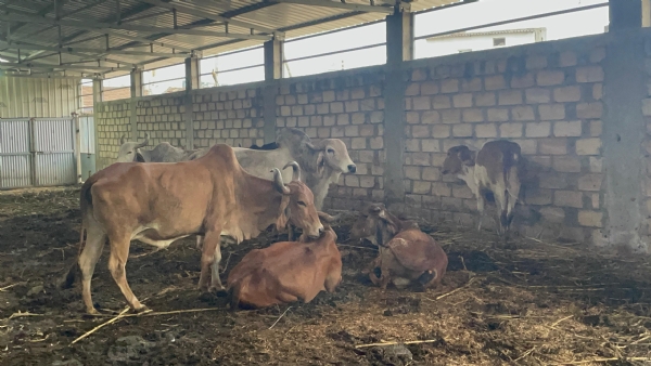 ચીખલી ગામ ગાય માટે આશીર્વાદરૂપ બન્યું