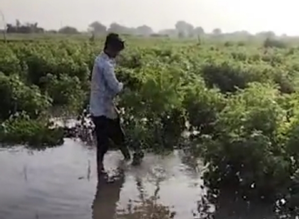 ભાદરવામા વરસાદે ખેડૂતોના સપનાને ધોઈ નાંખ્યા, ખેડૂતો ને સરકાર તરફથી સહાયની આશા