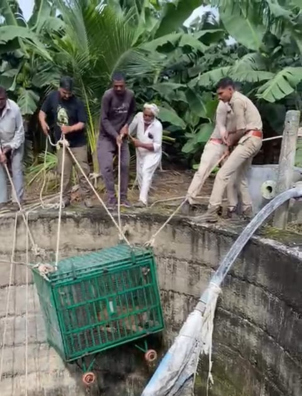 60 ફૂટ ઊંડા કૂવામાં સિંહબાળ પડયું