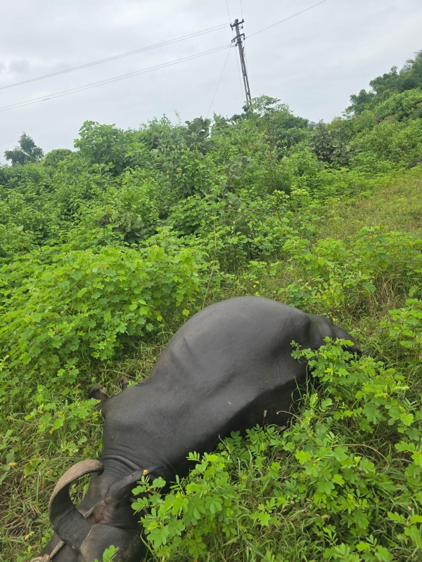 બે ભેંસોના મોત