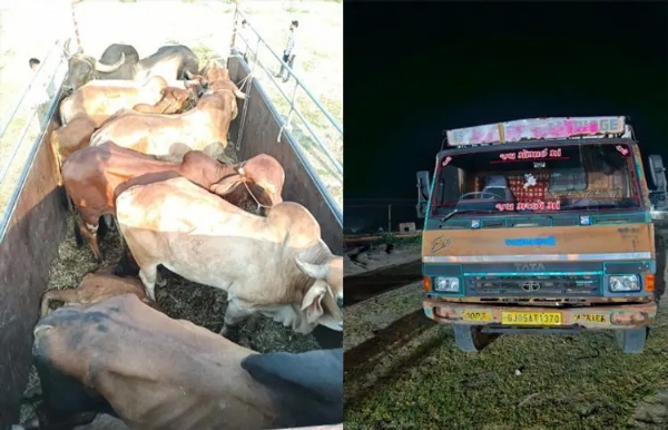 ગૌવંશ કતલખાનું