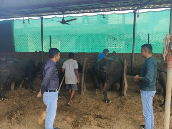 વિસનગર તાલુકાના ખંડોસણ મુકામે ખરવા મોવાસા રસીકરણ કામગીરીનું મોનીટરીંગ