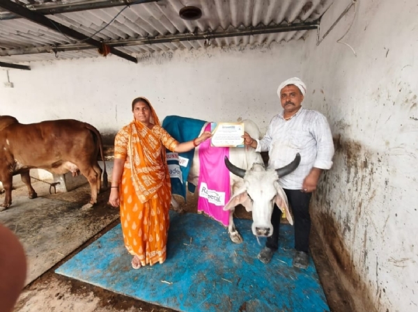 મહેસાણા નજીક કુવારદ ગામની કાંકરેજી ગાય ‘કિશુ’ની સિદ્ધિ : ગાંધીનગર કૃષિ એક્સપોમાં દ્વિતીય સ્થાન