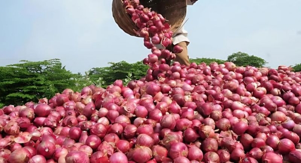 ડુંગળી પ્રતીકાત્મક તસવીર