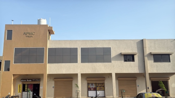 વાલિયામાં કપાસના ટેકાના ભાવે વેચાણ કરવા ઓનલાઈન  રજીસ્ટ્રેશનમાં ખેડૂતોની ગતિ મંદ