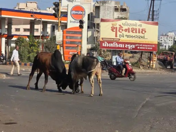 શહેરમાં આખલા યુદ્ધ