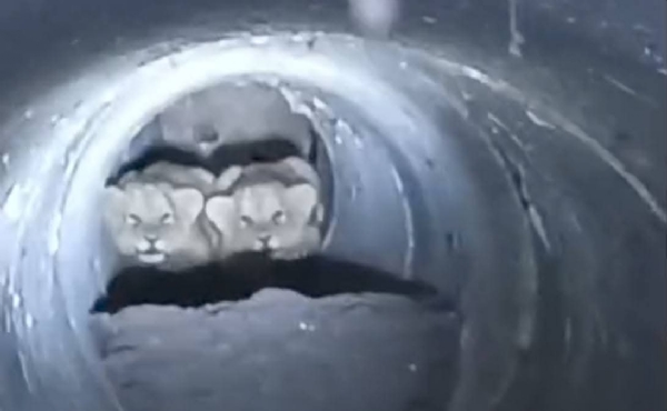 લીલીયા રેંજમાં દિલધડક રેસ્ક્યૂ: કેનાલમાં ફસાયેલા બે સિંહ બાળોને વન વિભાગે બચાવી માતા સાથે મિલન કરાવ્યું