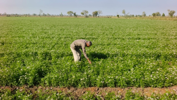 Crop change due to lack of salt in water: Lathi farmers adopt coriander cultivation instead of gram*
