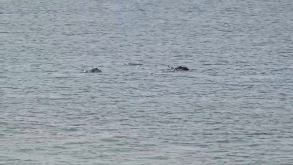 ગોસા- ટુકડા ગામના સમુદ્રમાં ડોલ્ફીનનું ઝુંડ દેખાયું. ગોસા- ટુકડા ગામના સમુદ્રમાં ડોલ્ફીનનું ઝુંડ દેખાયું.