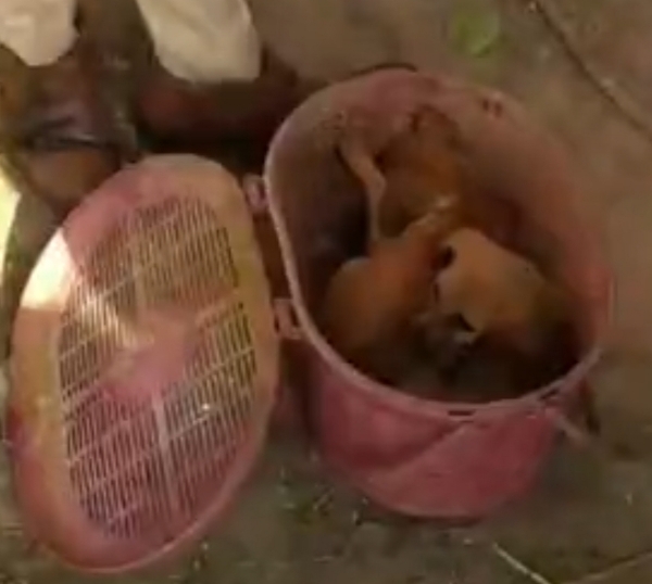 બબાસણા ગામે કૂવામાં પડેલા બે ગલુડિયાઓનું સફળ રેસ્ક્યુ