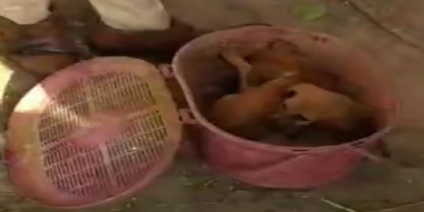 બબાસણા ગામે કૂવામાં પડેલા બે ગલુડિયાઓનું સફળ રેસ્ક્યુ