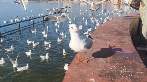 સોમનાથમાં ત્રિવેણી સંગમે