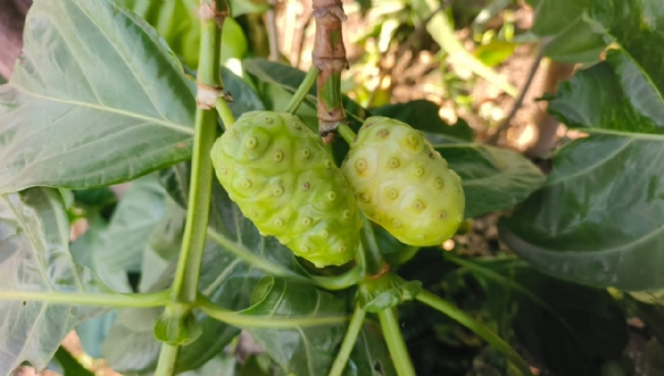 અમરેલીના આંબા ગામે વિદેશી ‘નોની ફ્રુટ’થી ખેતીમાં ક્રાંતિ: 1 કિલોનો ભાવ 1500થી 2000 રૂપિયા