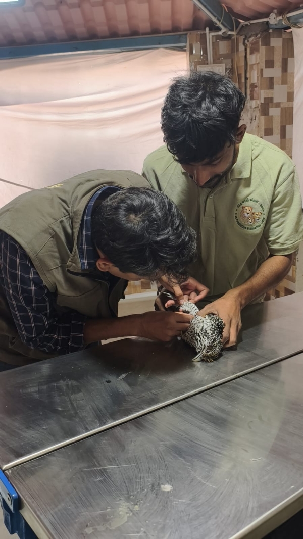 પોરબંદર માં પતંગની દોરી થી 11 પક્ષીના મોત 46 ઘાયલ.