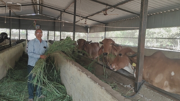 5 વાછરડીઓથી 100 પશુઓ સુધી: સરભંડાના હિંમતભાઈ ગઢિયાની પશુપાલનમાં લાખોની કમાણી કરતી પ્રેરક સફળતા