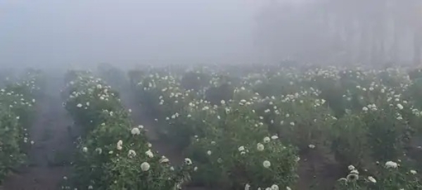 વાડી વિસ્તાર મીની કાશ્મીર બન્યું