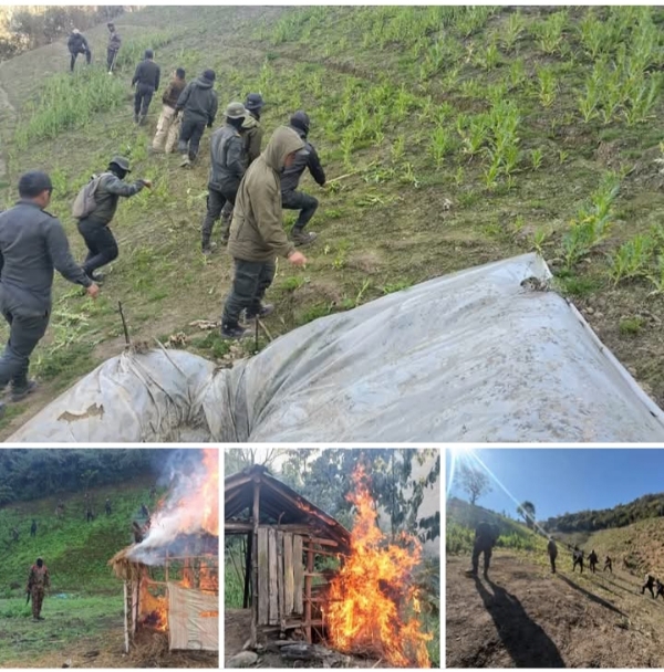 અફીણની ખેતીનો નાશ કરાયો