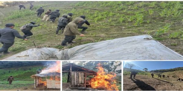 મણિપુરમાં 306 એકર ગેરકાયદેસર અફીણની ખેતીનો નાશ