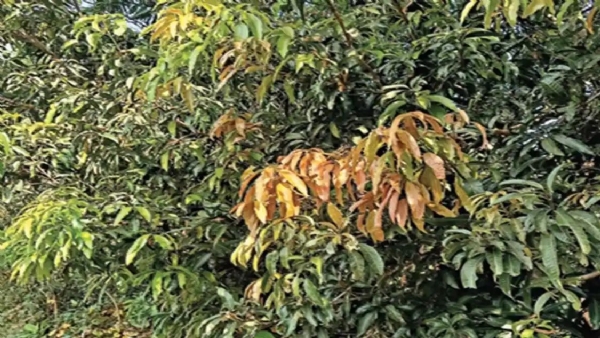 આગાહી માવઠાની ચેતવણી : આંબાના પાકને બચાવવા ખેડૂતોને તાકીદ