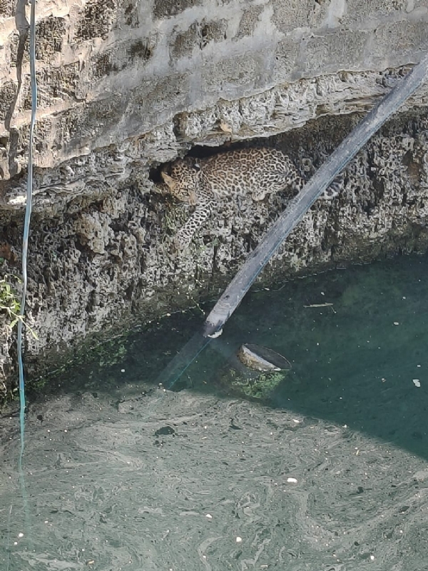 પોરબંદર વનવિભાગ દ્વારા કૂવામાં પડેલ દીપડાનું રેસ્ક્યુ કરાયું.