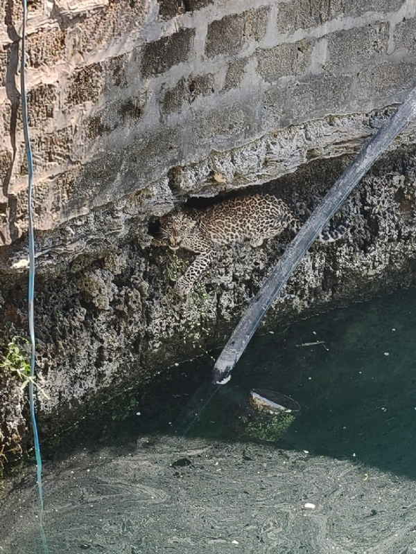 પોરબંદર વનવિભાગ દ્વારા કૂવામાં પડેલ દીપડાનું રેસ્ક્યુ કરાયું.