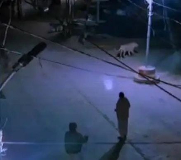 જીઆરડી જવાનો આસપાસ ચાર સિંહોએ ચક્કર લગાવ્યા,