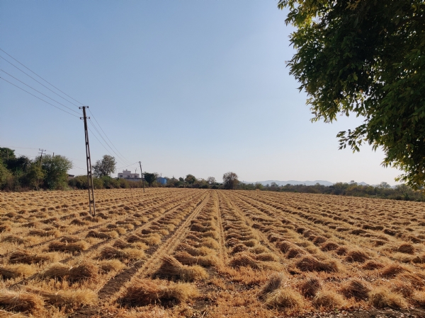 પ્રતિકાત્મક તસ્વીર: ઘઉં