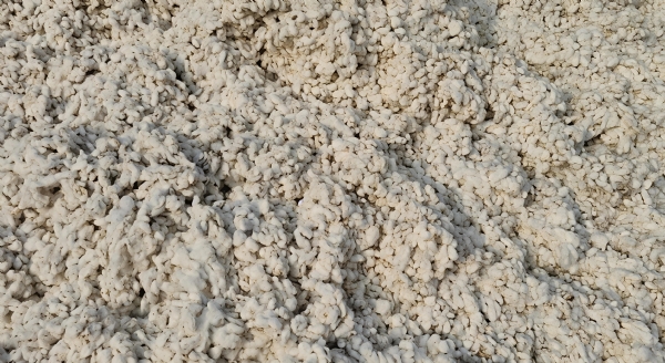 કપાસના ભાવ ખેડૂતોને સારા મળ્યા હતા