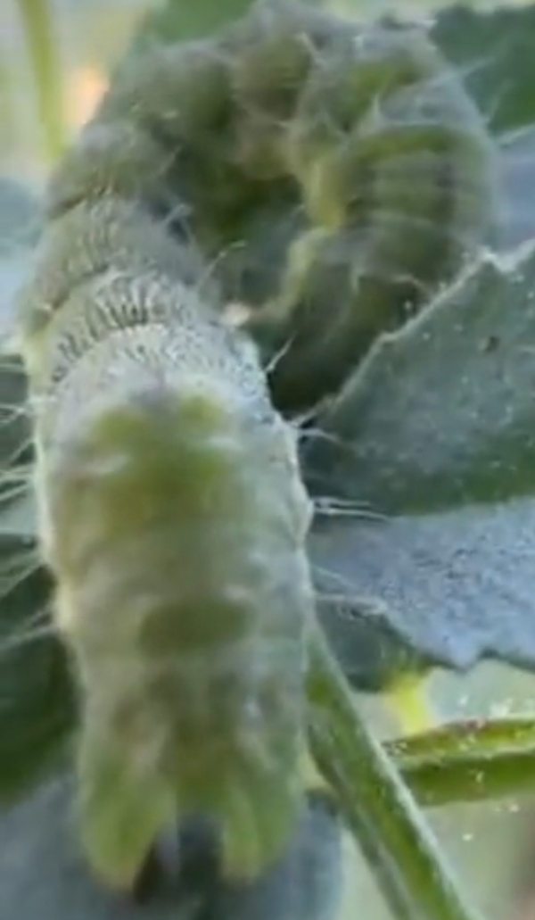 રાધનપુર-સાંતલપુરમાં ચણાના પાક પર લીલી ઈયળનો ઉપદ્રવ