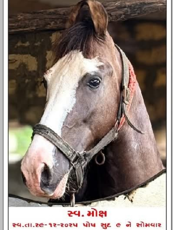 પોરબંદરમાં યુવાનનો અનોખો અશ્વપ્રેમ. પોરબંદરમાં યુવાનનો અનોખો અશ્વપ્રેમ.